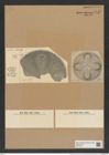 Aulacodiscus cinctus Grev. (de-Toni-Nr.: Genus 182, Species 4543) Zeichnungen Sammlung Grunow Nr. 8143 (NHMW-BOT-W0377501)